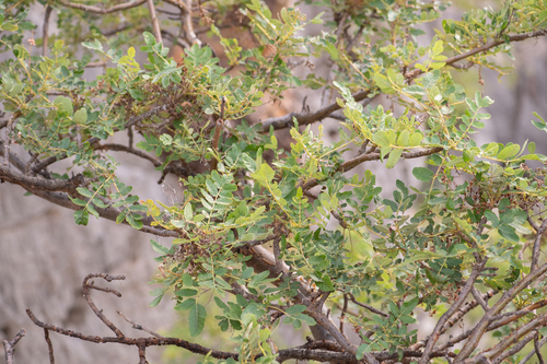 Boswellia scopulorum