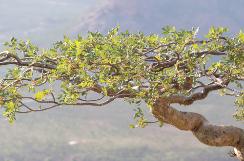 Boswellia scopulorum (Boswellia scopulorum)