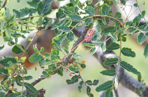Boswellia scopulorum