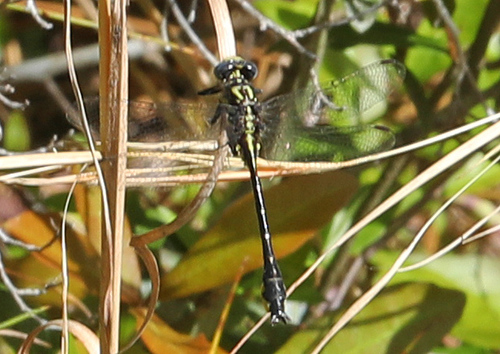Twin-striped Clubtail