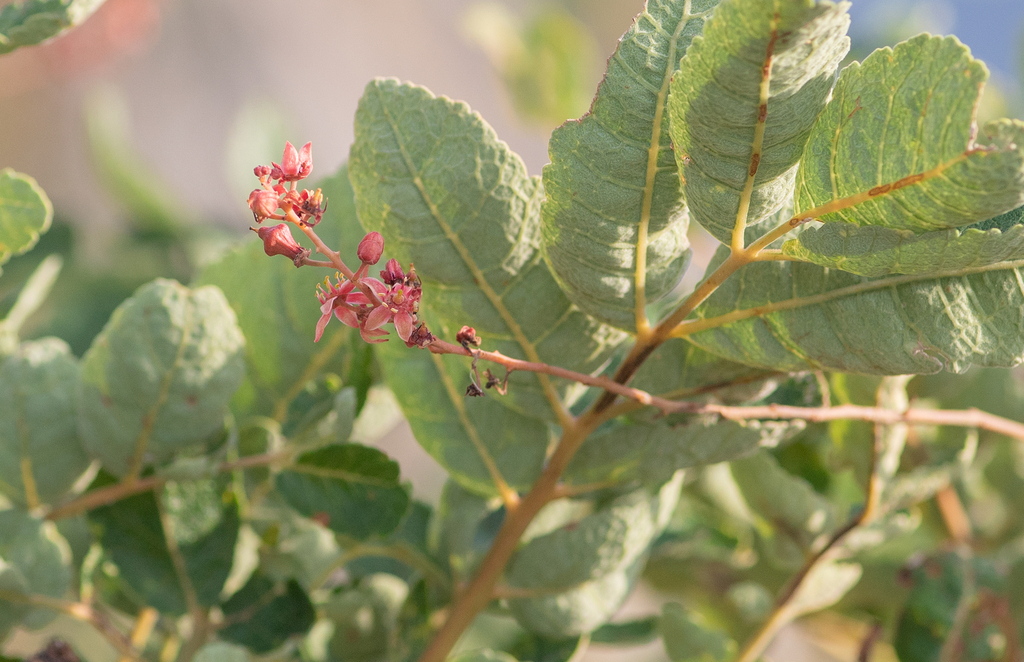 Boswellia scopulorum