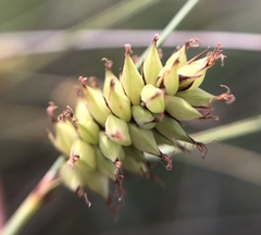 Carex serratodens