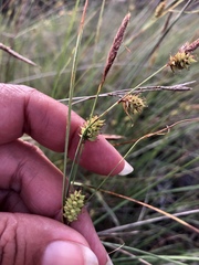 Carex serratodens