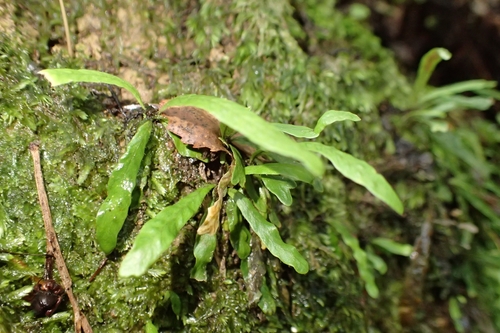 Image of Notogrammitis ciliata by (c) Oscar Dove, some rights reserved (CC BY)