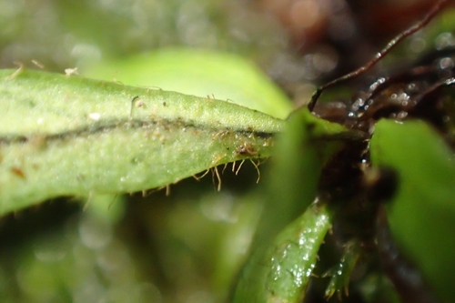 Image of Notogrammitis ciliata by (c) Oscar Dove, some rights reserved (CC BY)