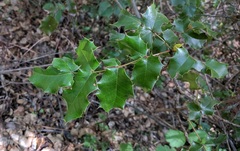 Berberis pinnata