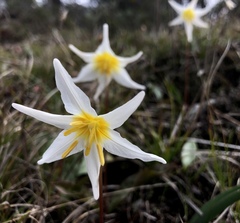 Erythronium helenae