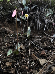 Erythronium helenae