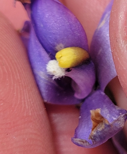 Image of Thelymitra alpina by (c) Eamonn Culhane, some rights reserved (CC BY)