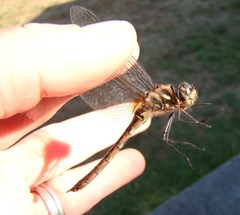 Hemicordulia armstrongi