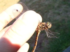 Hemicordulia armstrongi