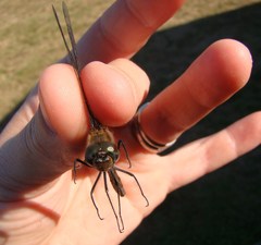 Hemicordulia armstrongi