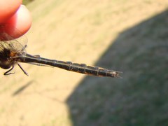 Hemicordulia armstrongi