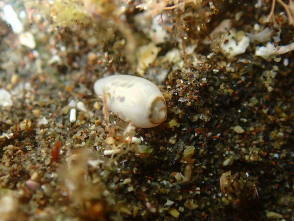 Gibberula secreta