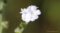 Plagiobothrys arizonicus