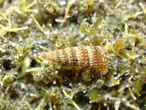 Bittium incile