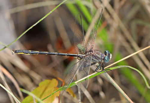 Westfall’s Clubtail