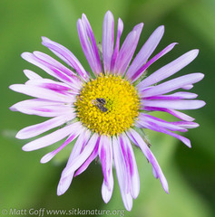 Erigeron peregrinus