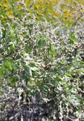 Atriplex spinifera