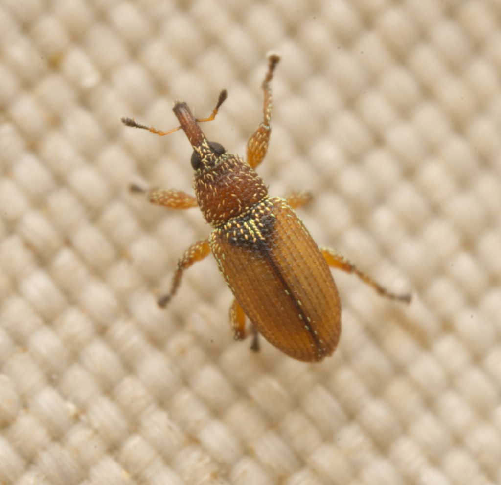 Misophrice dubia