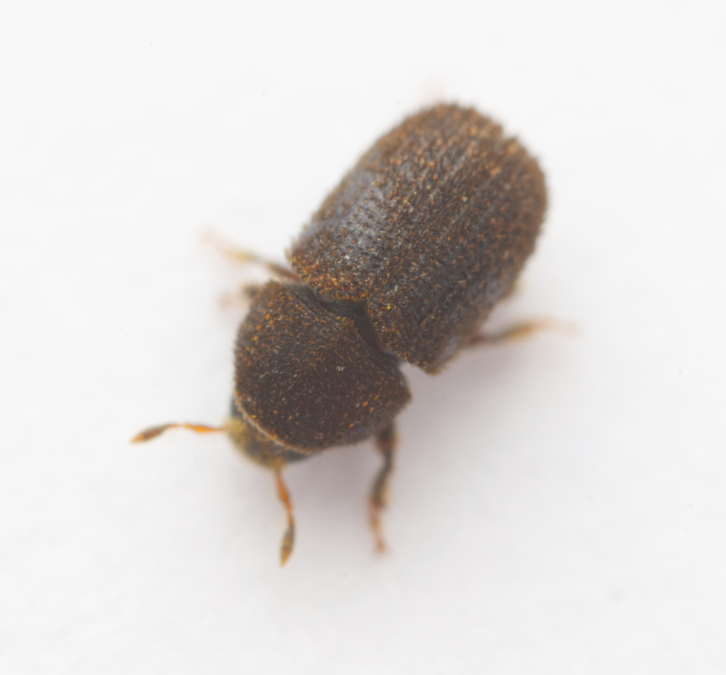 Phloeotribus acaciae