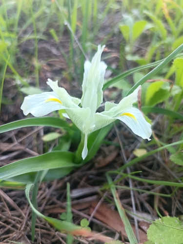 Image of Iris palaestina by no rights reserved