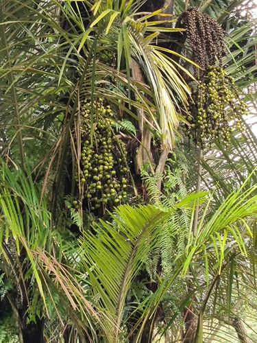 Lang kap (Arenga obtusifolia)