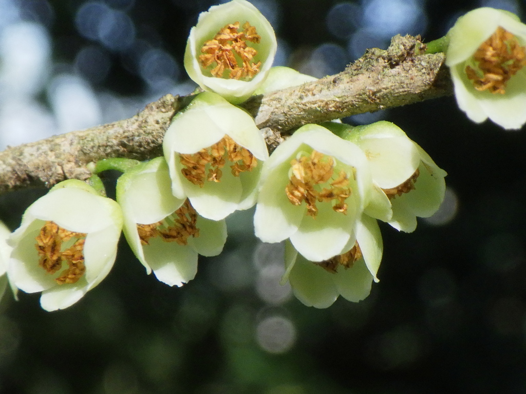 Eurya chinensis