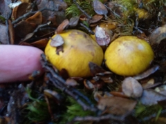 Cortinarius canarius