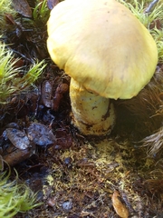 Cortinarius canarius