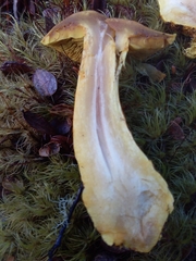 Cortinarius canarius