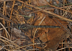 Phanogomphus westfalli