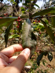 Ardisia compressa