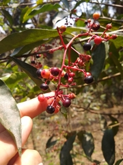 Ardisia compressa