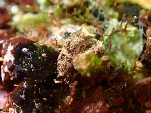 Speckled Swallow-tailed Sea Slug