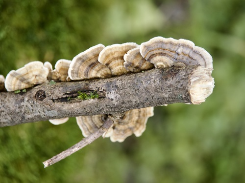 Trametes versicolor
