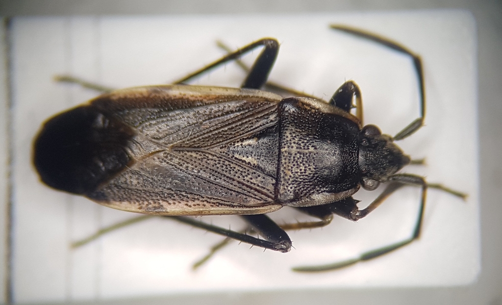 Panaorus adspersus from 83486 Ramsau bei Berchtesgaden, Deutschland on ...