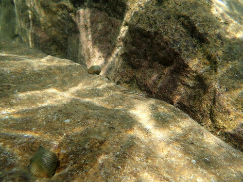 Telmatochromis bifrenatus