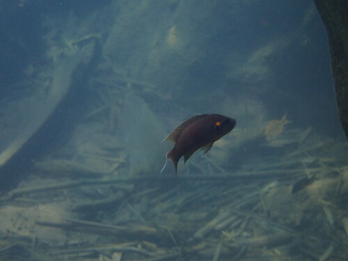 Neolamprologus pulcher