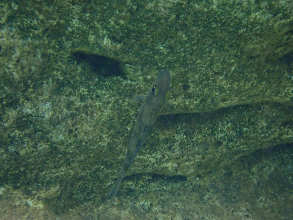 Slender xenotilapia (Xenotilapia leptura) — Cichlidae