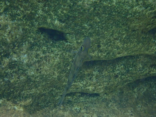 Xenotilapia leptura