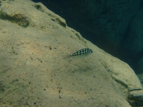 Limnotilapia dardennii