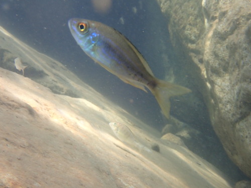 Tanganyika featherfin (Aulonocranus dewindti) — Cichlidae — 3