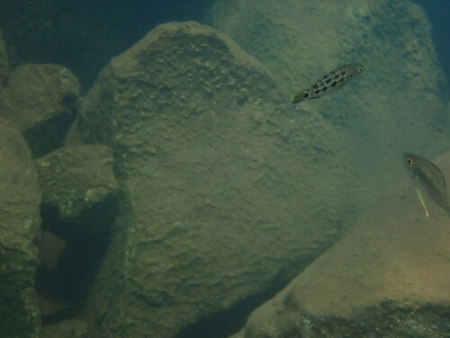 Elongate lamprologus (Lepidiolamprologus elongatus) — Cichlidae — 3