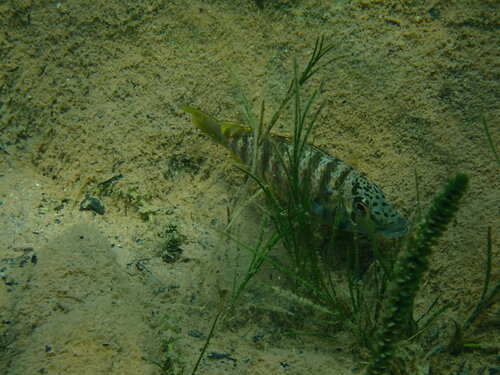 Ctenochromis horei