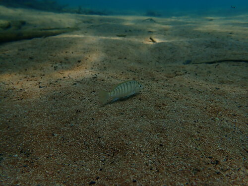 Pfeffers cichlide (Gnathochromis pfefferi) — Cichlidae