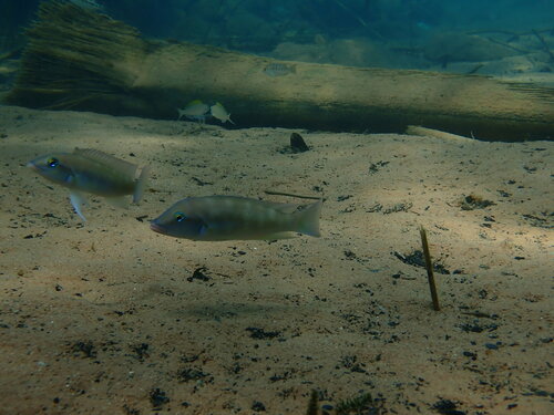 Neolamprologus mondabu