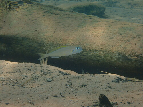 Yellow Sand Cichlid (Xenotilapia flavipinnis) — Cichlidae — 4