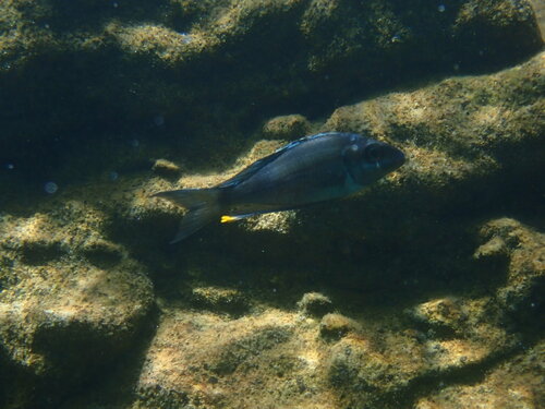 Ophthalmotilapia ventralis