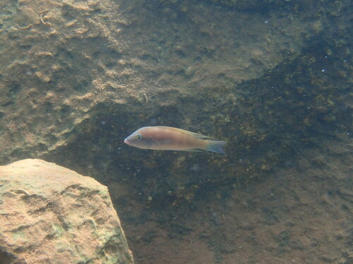 Mondabu lamprologus (Neolamprologus mondabu) — Cichlidae — 4
